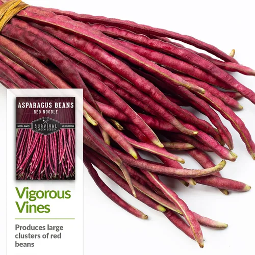 Vista 4 de Yardlong - Semillas de frijoles para plantar, semillas de frijoles espárragos de fideos rojos, vainas rojas extralargas en vides trepadoras amantes