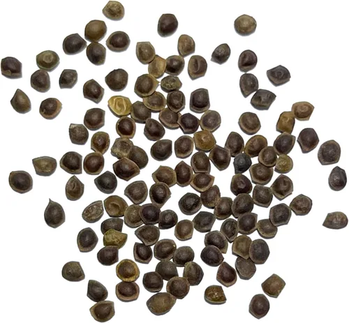 Vista 6 de Seed Needs Semillas de mimosa para plantar plantas sensibles Flores anuales 1 paquete