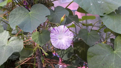 Vista 5 de Semillas Morning Glory Arlequin Mix Flores Anuales