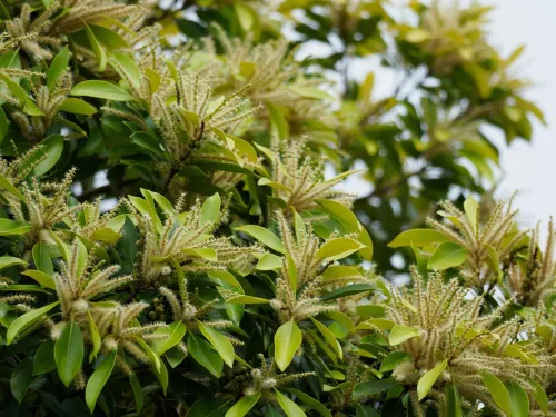 Vista 2 de Semillas de roble de piedra japonesa para plantar (5 semillas) - Lithocarpus edulis