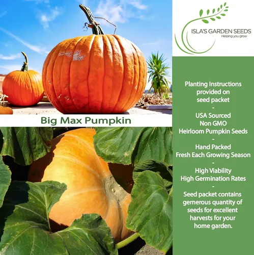 Vista 2 de Semillas de calabaza gigante Big Max (Cucurbita Maxima) – 10 semillas sin OMG y reliquias, cultiva calabazas masivas de 100 libras + más, divertida