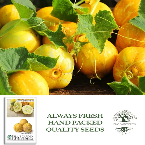 Vista 4 de Semillas de pepino de limón para plantar: más de 125 semillas sin OMG y reliquias, pepino amarillo redondo único, sabor crujiente y suave, por