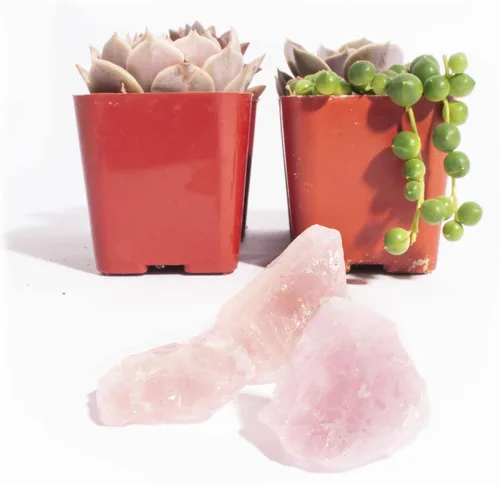 Vista 2 de Shop Succulents Colección de regalo única Good Juju Live Suculentas Plantas con Cuarzo Rosa Juego perfecto de mini suculentas y cristales
