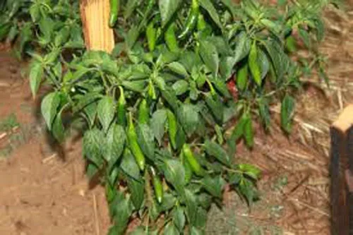 Vista 3 de Pimienta serrana, larga RED fina, reliquia, cultivada más de 25 semillas
