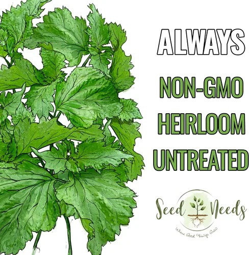 Vista 5 de Seed Needs Green Shiso Seeds to Plant Heirloom Perilla No GMO 5 paquetes