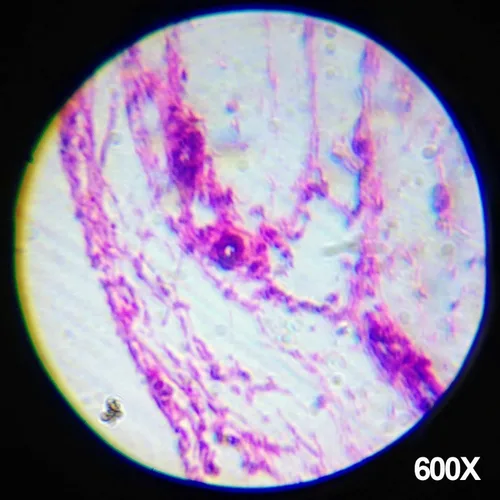 Vista 6 de AmScope Microscopio trinocular compuesto profesional digital T390B-3M, aumento 40X-2000X, oculares WF10x y WF20x, campo brillante, iluminación