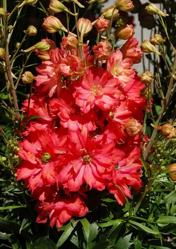 Vista 2 de Semillas Red Delphinium Giant Larkspur Flores anuales para plantar