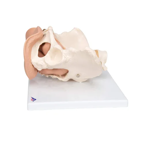 Vista 5 de 3B Scientific L31 3 Parte hembra Pelvis Esqueleto con modelo de los Órganos genitales, 13" x 10.2" x 7.1