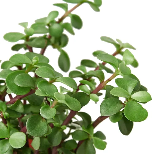Vista 3 de Succulent Elephant Bush - Planta viva Plantas de interior en maceta de 4 Suculento Elefante Arbusto