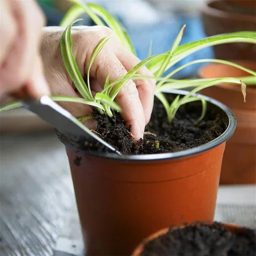 Vista 5 de 100 macetas de plástico para vivero, macetas de plástico reutilizables para suculentas, plántulas, esquejes, trasplante, plántulas con agujeros