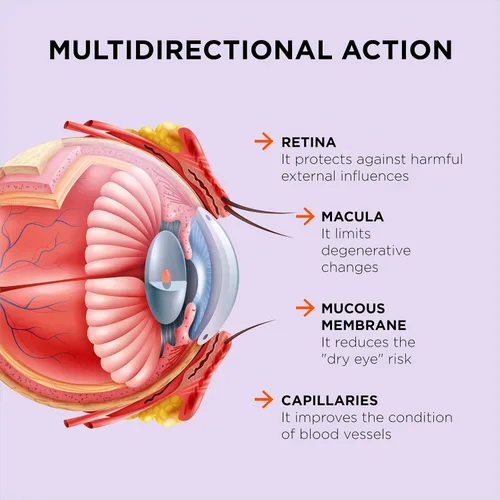 Vista 7 de Excelente visión con 1 cápsula/día. Composición concentrada. Acción multidireccional. Fórmula líquida para una absorción completa y un efecto más