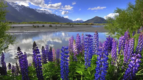 Vista 3 de Semillas Lupin Azul - Flores Perennes para Plantar