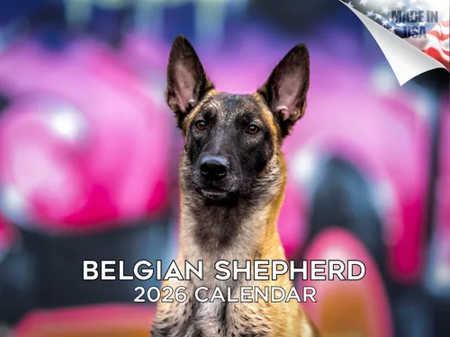 Vista 152 de Calendario de Lebrel Afgano 2025 2026, calendario mensual de pared de raza canina, 12" x 18" abierto, papel grueso sin traspaso, ideal para regalo
