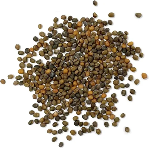 Vista 2 de Semillas de Rúcula Puramente Orgánicas (Resistente al Espigado) - Aproximadamente 400 Semillas - USDA Orgánico, Sin OGM, Polinización Abierta