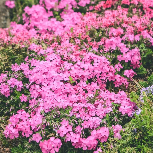 Vista 2 de Plantas Phlox Enanas Escarlatas, Planta viva Phlox Iniciadora, Bien Enraizada, Cubierta de Suelo Perenne, Juego de 2 Plantas