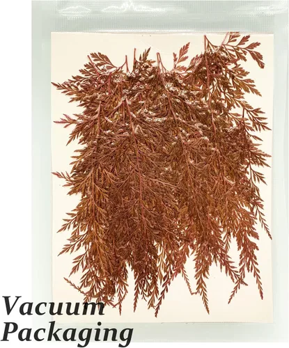 Vista 3 de ALJ Hojas de helechos secos, 42 hojas de helecho prensadas de color rojo natural, hojas prensadas para plantas reales para arte de resina