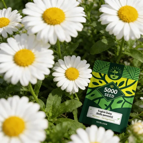Vista 9 de Semillas de equinácea púrpura (Echinacea purpurea), flores perennes nativas resistentes, período de floración largo, ideales para hacer flores