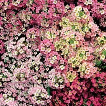 Vista 4 de Park Seed Cesta de Oro Compacta Alyssum Seeds, Vigorous Groundcover, Pack de 200 Semillas.