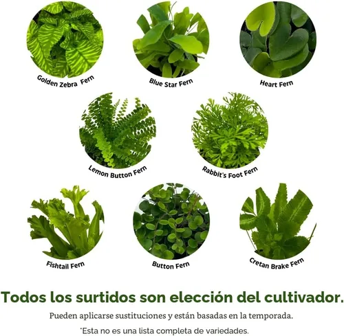 Vista 3 de BubbleBlooms Surtido variado de helechos, 6 helechos diferentes en macetas de 2 pulgadas pequeñas plantas de duendecillo