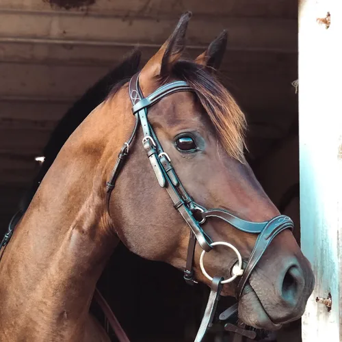 Vista 2 de Exion Horse - Brida anatómica con destello combinado Brida monocrown acolchada suave con riendas de goma Brida de salto premium para caballos