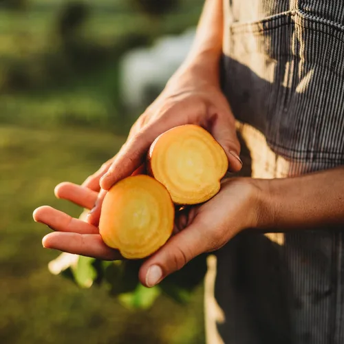 Vista 4 de Golden Detroit Beet - 50 semillas - Variedad de reliquia y polinizada abierta, semillas de vegetales sin OMG para plantar en interiores o exteriores
