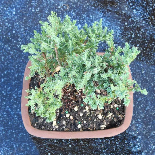 Vista 7 de Brussel's Bonsai - Árbol bonsái vivo de enebro pequeño