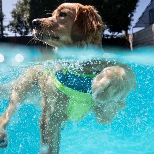 Vista 6 de Outward Hound Standley - Chaleco salvavidas deportivo para perros, de alto rendimiento, tejido antidesgarros Ripstop, para natación, navegación