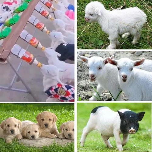Vista 7 de Paquete de 12 pezones Pritchard para cabras, botella de bebida de leche, pezón de goma suave para animales pequeños, lactancia, corderos, cabras