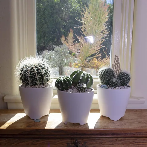 Vista 4 de Altman Plants - Colección de cactus surtidos para jardines, contenedores o regalos