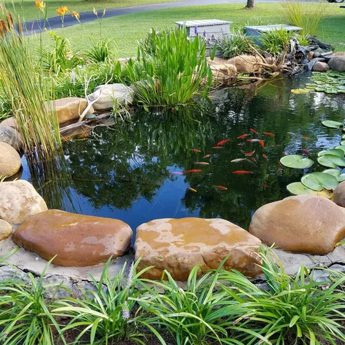 Vista 5 de Toledo Goldfish - Pez Koi mariposa y Koi, Combo para estanques, acuarios o peceras