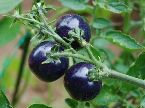Vista 5 de Semillas de tomate cereza rosa índigo/tipo indeterminado/sin OGM/reliquia
