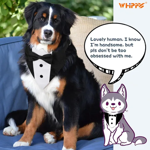 Vista 3 de Collar tipo bandana de esmoquin con pajarita para mascotas, disfraz formal de boda, disfraz formal de compromiso, cumpleaños, traje de mascotas