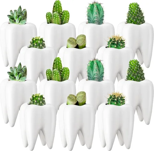 Vista 8 de 2 macetas en forma de dientes, de cerámica dental, estilo moderno, macetas de cactus blanco, para bonsái, maceta pequeña y bonita para suculentas