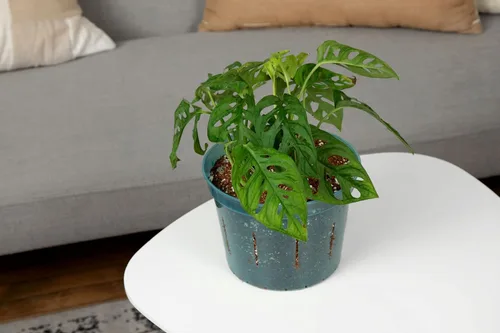 Vista 2 de rePotme Tierra para Macetas de Monstera - Mezcla Imperial para Plantas de Casa - Bolsa Mini (2 Quarts) - Gran Mezcla para Macetas para Plantas