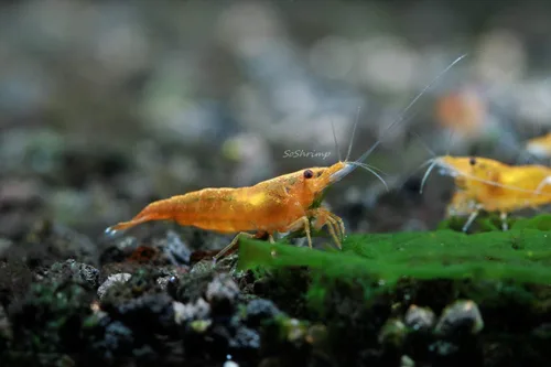 Vista 21 de Camarones vivos de acuario de agua dulce - Neocaridina (Bloody Mary, 5 unidades)