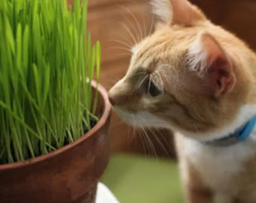 Vista 5 de A los perros y gatos les encantan las semillas certificadas -(50 - Semillas)