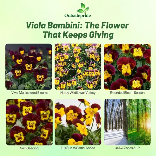 Vista 2 de Outsidepride Bambini Mix Viola - Semillas de pensamiento para plantar, 1000 piezas. Flores perennes, resistentes al frío y aptas para polinizadores