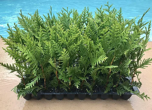 Vista 4 de Thuja Arborvitae Green Giant Qty 30 árboles vivos de hoja perenne Privacidad