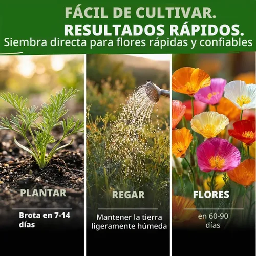 Vista 4 de HOME GROWN California Poppy Formula Mix 3000 Semillas Eschscholzia