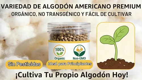 Vista 2 de Semillas de algodón, 30 semillas de algodón americano para plantar, gossypium hirsutum, orgánicas y sin OMG, semillas de algodón blanco puro