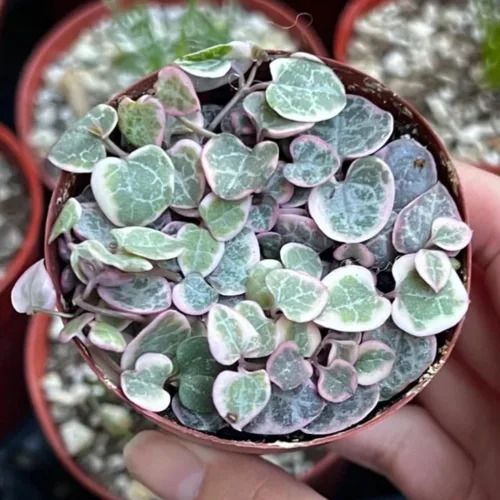 Vista 2 de Cadena de corazones abigarrados Plant Live, Ceropegia Woodii Variegata, en maceta de 2.5 pulgadas, vid suculenta rara para macetas colgantes