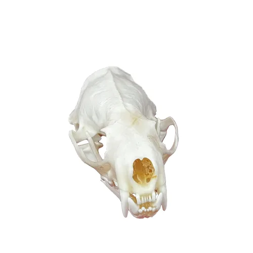 Vista 10 de Calaveras de animales reales en taxidermia, espécimen de huesos reales, suministros de taxidermia para educación científica, regalo especial