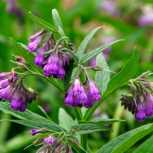 Vista 5 de 100 semillas de consuelda Symphytum Officinale - Semillas de consuelda perenne Symphytum Officinale sin OMG