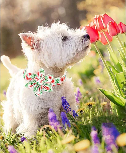 Vista 83 de Collar de perro Lionheart Glory, collar de perro rosa con flor, lindo collar para mascotas con patrón floral ajustable para perros pequeños Rosado