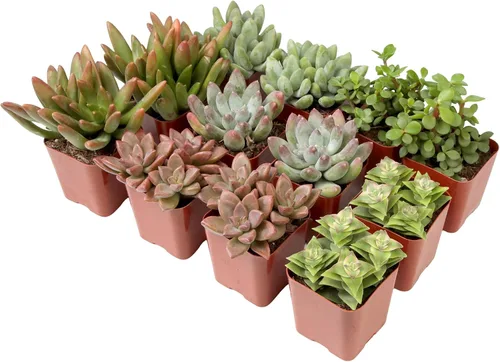 Vista 17 de Plantas suculentas vivas (paquete de 6) plantas suculentas en maceta, plantas vivas de interior, plantas de interior vivas, plantas