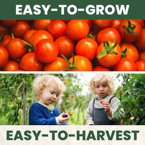 Vista 5 de Matt's Wild Cherry Tomate – 400 semillas premium para plantar – Tomates cherry prolíficos, dulces y de crecimiento vigoroso para la temporada 2026