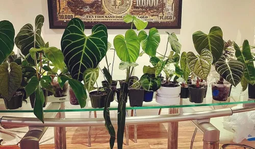 Vista 5 de Gardenera Mezcla prémium para macetas Aroid - 2 cuartos de galón - Mezcla libre de tierra para Aroids - Medio de cultivo para plantas
