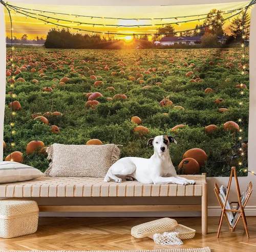 Vista 9 de Ambesonne Tapiz de calabaza de otoño, tamaño Queen, foto temática de agricultura de otoño, parche de frutas de temporada al atardecer, colcha