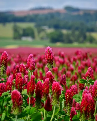 Vista 8 de TomorrowSeeds - Crimson Clover Seeds - 1 Pound - for 2025 Planting USA Garden Flower Italian Blood Red Clovers Winter Annual Cover Crop Non-GMO