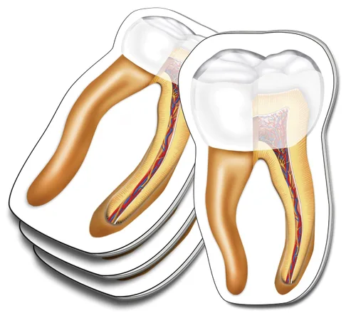 Vista 13 de Notas Adhesivas de Anatomía